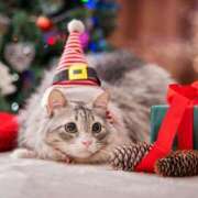 ヒメ日記 2025/12/15 06:00 投稿 吉野 ひより 千葉Grand Mrs.