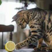 吉野 ひより 🌸ありがとうございました🌸 千葉Grand Mrs.