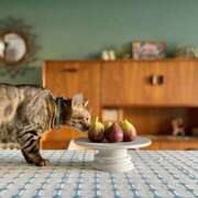 ヒメ日記 2026/03/21 03:10 投稿 吉野 ひより 千葉Grand Mrs.