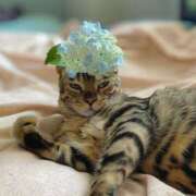 ヒメ日記 2026/03/28 06:03 投稿 吉野 ひより 千葉Grand Mrs.