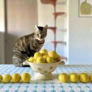 ヒメ日記 2026/03/29 05:12 投稿 吉野 ひより 千葉Grand Mrs.