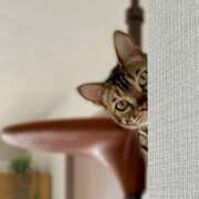 ヒメ日記 2026/03/30 00:55 投稿 吉野 ひより 千葉Grand Mrs.