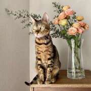 吉野 ひより 🌸ありがとうございました🌸 千葉Grand Mrs.