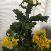 ヒメ日記 2025/12/26 09:42 投稿 みずき 千葉人妻花壇