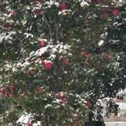 ヒメ日記 2026/02/08 10:11 投稿 みずき 千葉人妻花壇