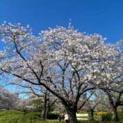 みずき 栄町の桜が綺麗🌸 千葉人妻花壇