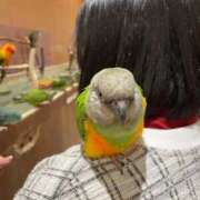 ヒメ日記 2025/11/05 19:25 投稿 りん ノーブラで誘惑する奥さん谷九・日本橋