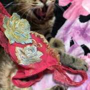 ヒメ日記 2025/10/15 12:00 投稿 かおり ノーブラで誘惑する奥さん谷九・日本橋