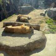 ヒメ日記 2025/12/07 14:35 投稿 なる ノーブラで誘惑する奥さん谷九・日本橋