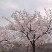 ヒメ日記 2026/04/05 11:57 投稿 なつき ノーブラで誘惑する奥さん谷九・日本橋