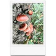 ヒメ日記 2025/09/25 12:47 投稿 ふみ しろうとCollection