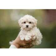 ヒメ日記 2025/09/05 08:07 投稿 つきの しろうとCollection