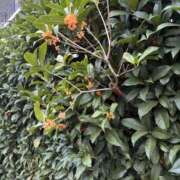 玉置(たまき) ごめんなさい😭 相模原人妻城