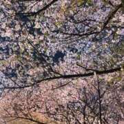 ヒメ日記 2026/04/08 12:40 投稿 ことみ 千葉松戸ちゃんこ