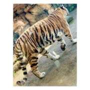 ヒメ日記 2026/04/15 18:34 投稿 中森【ジュリアコース】 サロン・ド・ティアラ 浜松店