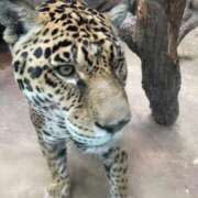 ヒメ日記 2026/02/19 10:46 投稿 のあ 長野権堂更埴ちゃんこ