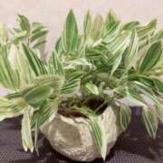 ヒメ日記 2025/07/28 00:30 投稿 うの ピーチハニー