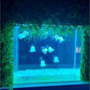 ヒメ日記 2025/08/06 20:41 投稿 うの ピーチハニー