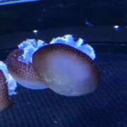 ヒメ日記 2025/07/23 09:20 投稿 松本 熟女の風俗最終章 横浜本店