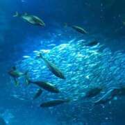 ヒメ日記 2025/07/29 17:04 投稿 松本 熟女の風俗最終章 横浜本店