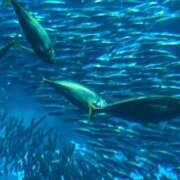 ヒメ日記 2025/08/09 20:04 投稿 松本 熟女の風俗最終章 横浜本店