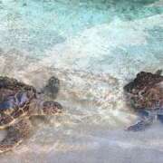 ヒメ日記 2025/08/20 18:24 投稿 松本 熟女の風俗最終章 横浜本店