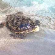 ヒメ日記 2025/08/24 20:42 投稿 松本 熟女の風俗最終章 横浜本店