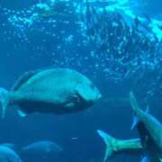 ヒメ日記 2025/09/20 19:04 投稿 松本 熟女の風俗最終章 横浜本店