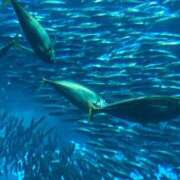 ヒメ日記 2025/09/22 15:45 投稿 松本 熟女の風俗最終章 横浜本店