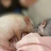 ヒメ日記 2025/08/04 23:33 投稿 鏡　ふわり プルプル倶楽部 札幌すすきの店