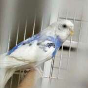 ヒメ日記 2025/09/13 09:42 投稿 鏡　ふわり プルプル倶楽部 札幌すすきの店