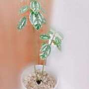 ヒメ日記 2025/09/22 17:57 投稿 鏡　ふわり プルプル倶楽部 札幌すすきの店