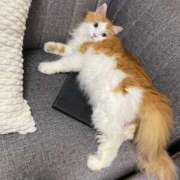 ヒメ日記 2025/09/23 18:20 投稿 神崎ゆあ ゴールドクイーン