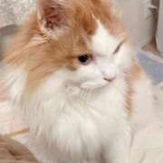 ヒメ日記 2025/11/21 09:10 投稿 神崎ゆあ ゴールドクイーン