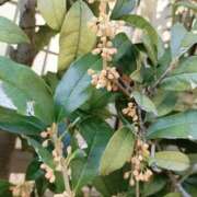 ヒメ日記 2025/11/02 09:35 投稿 いちは おいらん遊郭