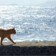 ヒメ日記 2025/08/06 15:22 投稿 茉白【ましろ】 人妻日和(久喜)