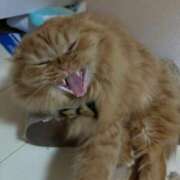 ヒメ日記 2025/12/25 03:17 投稿 まなつ★SS級！坂道系スター★ Chloe鶯谷・上野店 S級素人清楚系デリヘル