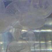 ヒメ日記 2025/08/27 21:27 投稿 りん どMばすたーず すすきの店