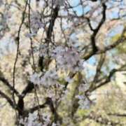 ヒメ日記 2026/03/29 00:10 投稿 みき 素人妻達☆マイふぇらレディー