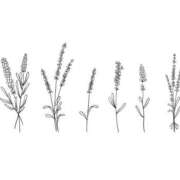 ヒメ日記 2026/02/13 09:06 投稿 花咲まな サクラ（すすきの）