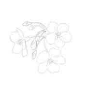ヒメ日記 2026/04/28 06:33 投稿 花咲まな サクラ（すすきの）