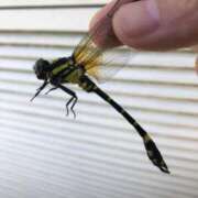 ヒメ日記 2025/09/13 07:48 投稿 みさき 川越おかあさん