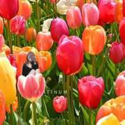 ヒメ日記 2025/09/11 12:13 投稿 未経験まみ 清楚系美女専門店PLATINUMプラチナム四日市店