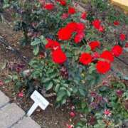 ヒメ日記 2025/11/26 20:12 投稿 ねお スピード京橋店