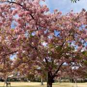 ヒメ日記 2026/04/17 21:23 投稿 ねお スピード京橋店