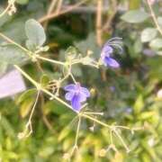 ヒメ日記 2025/07/30 08:33 投稿 あかり しろうと娘　本店