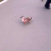 ヒメ日記 2025/08/01 15:23 投稿 あかり しろうと娘　本店