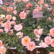 ヒメ日記 2025/08/22 21:33 投稿 あかり しろうと娘　本店