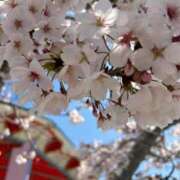 ヒメ日記 2026/03/15 09:15 投稿 にこ [優良人妻店]セレブスタイル（山口～防府～萩）