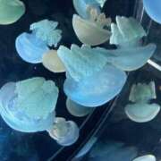 ちえこ 9日からまた出勤を ナチュラルミセス